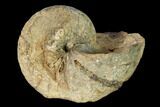 Paleocene Nautilus (Hercoglossa?) Fossil - Alabama #156452-1